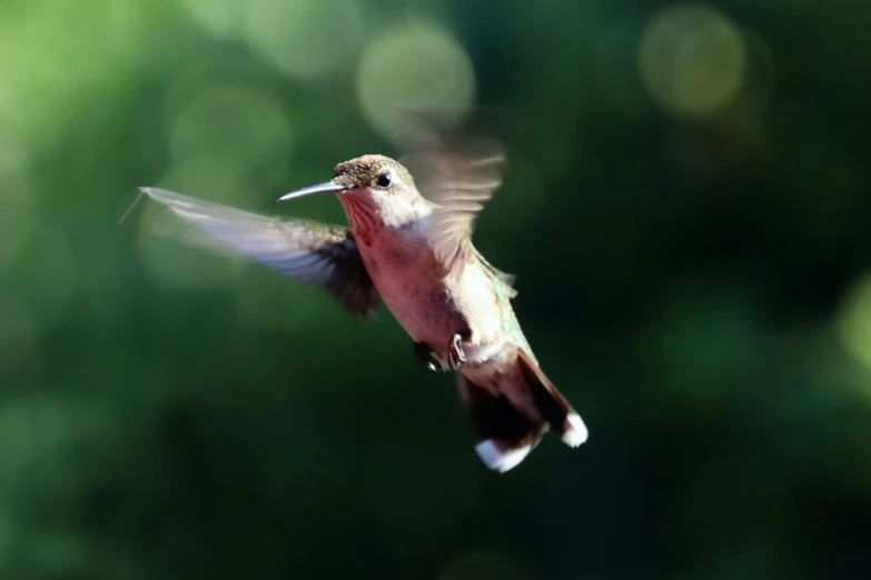 the hummingbird is flying towards the green background