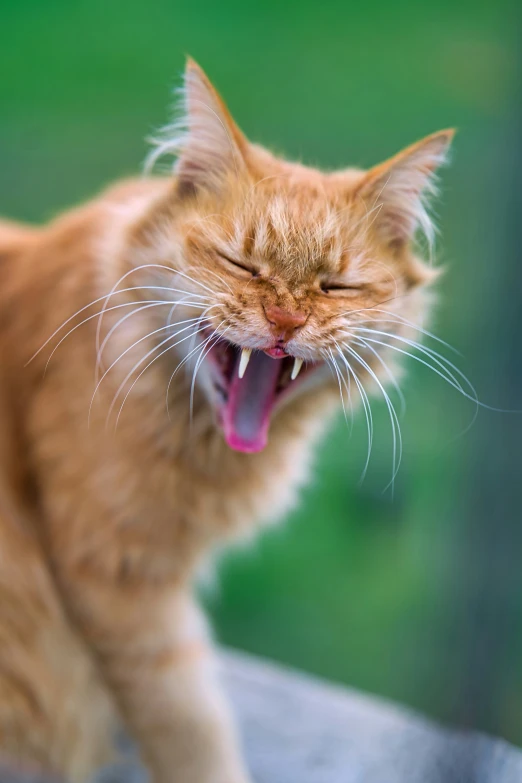 an orange cat opens his mouth with its teeth