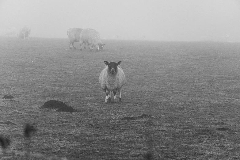 two sheep are running across a foggy pasture