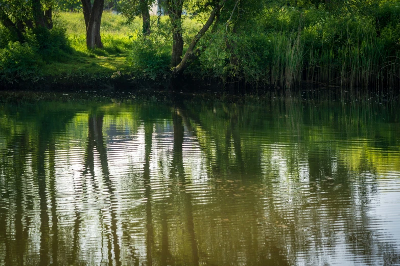 the reflection of trees in a body of water