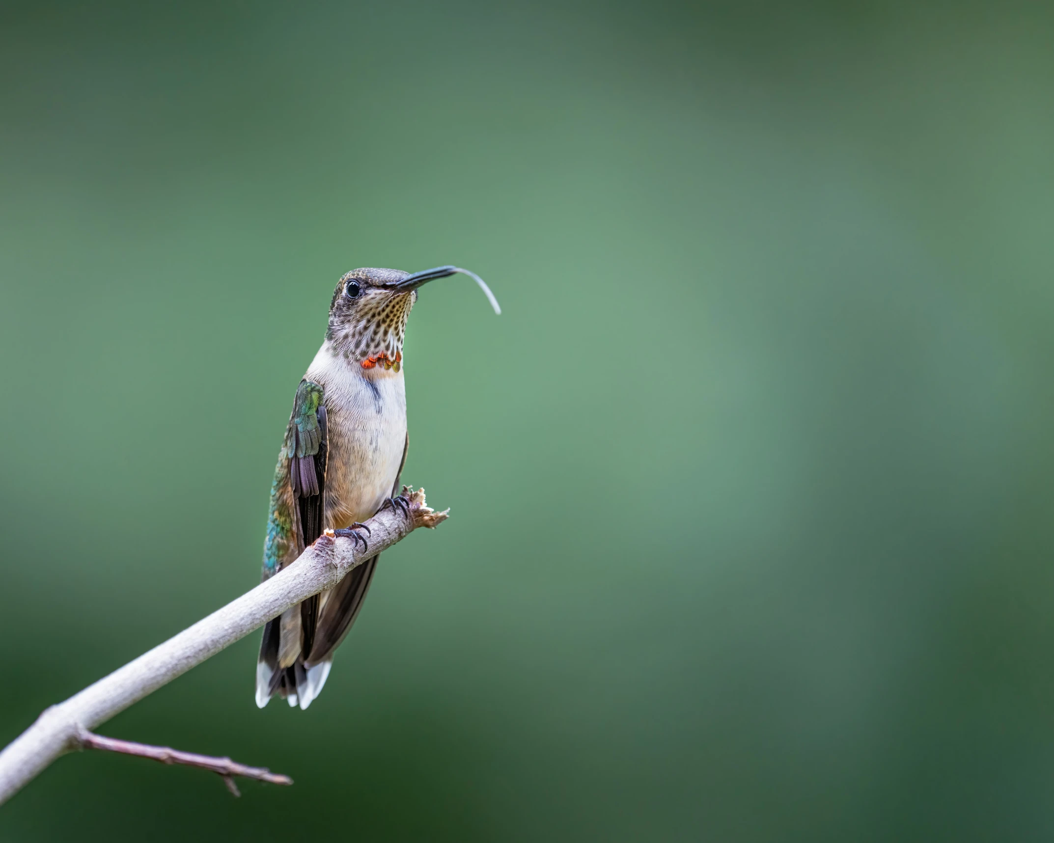 a small bird perched on a limb with its beak open