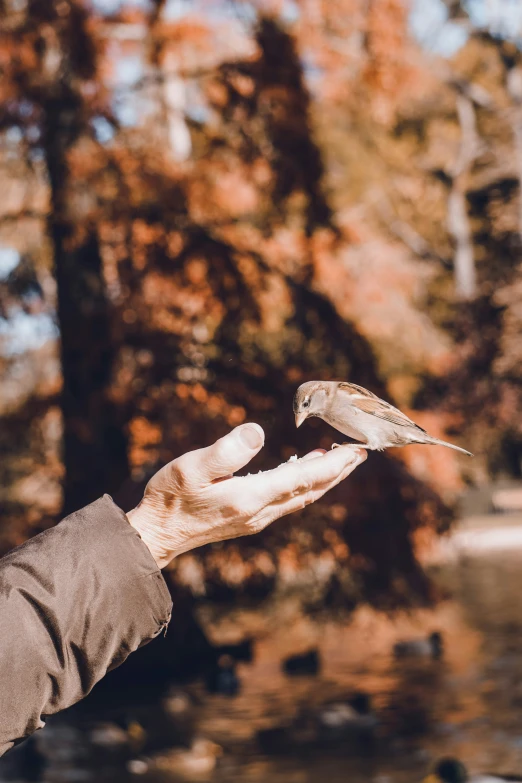 a hand holds out the little bird on a tree