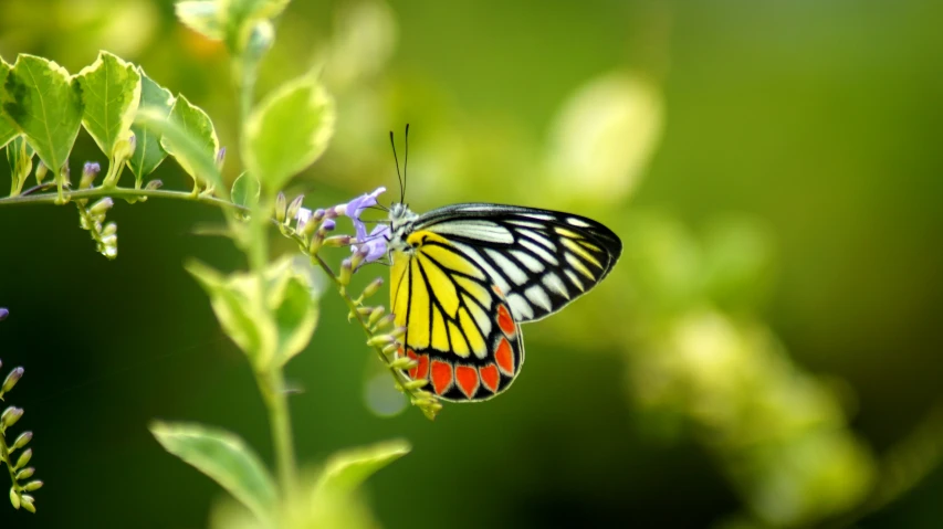 a erfly sitting on the edge of a leaf