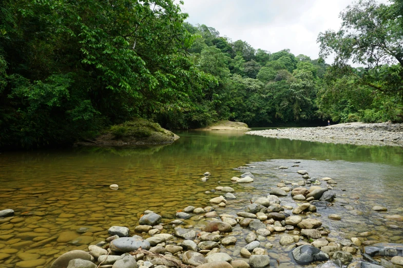 a river running through a lush green forest