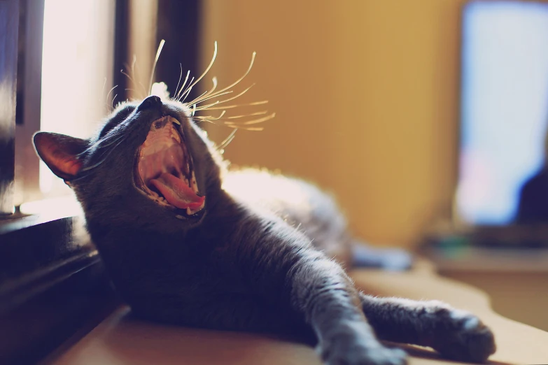 a grey cat yawns while lying down