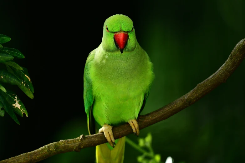 a green parrot perched on a nch in the jungle