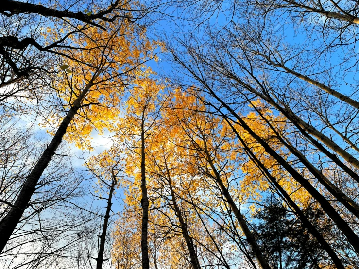 trees in the woods reaching up into the blue sky