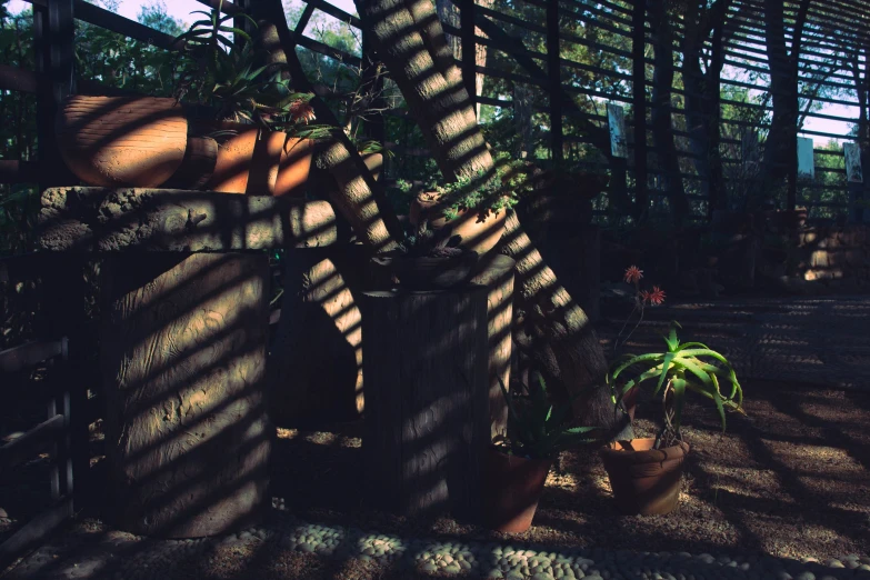 a tropical garden is shown with a large variety of plants