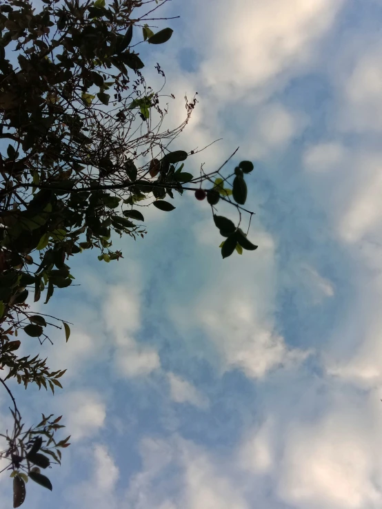 a blue cloudy sky with trees and leaves