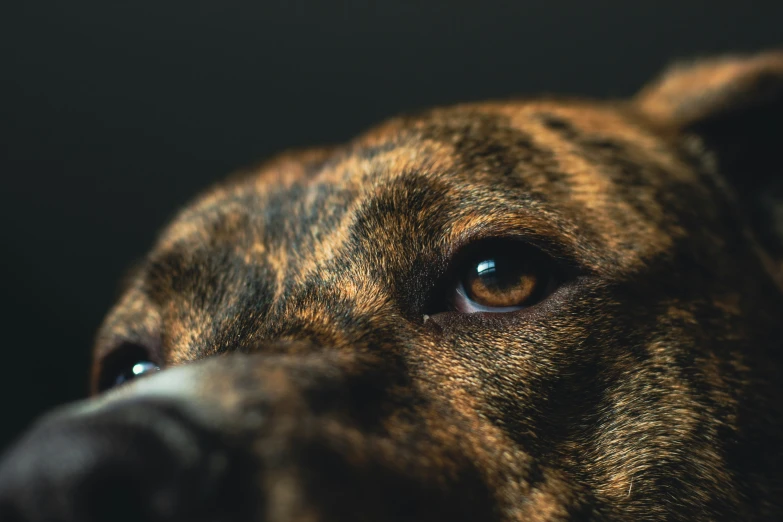 a close up s of the eyes of an adorable dog