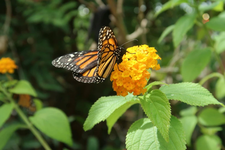 one erfly on the orange flower with several green leaves