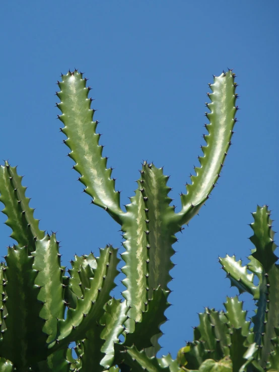 an image of the tops of a cactus plant