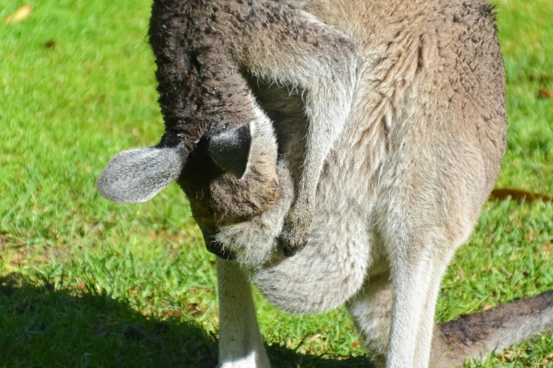 an image of kangaroo eating grass in the field