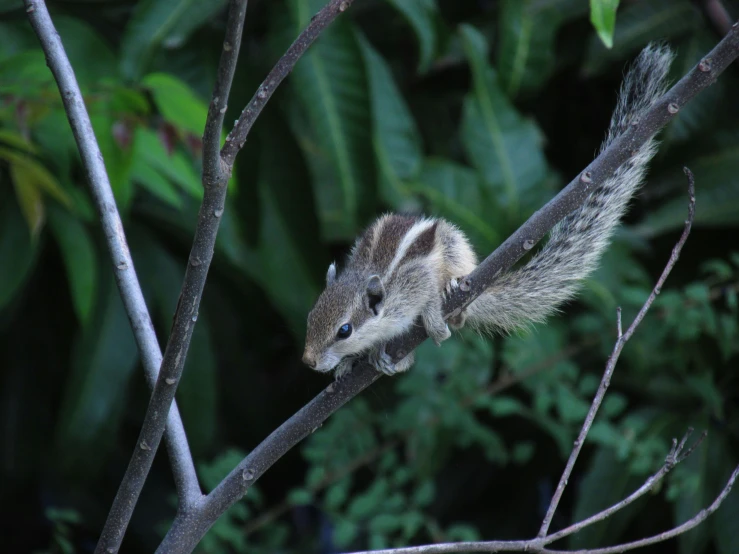 a squirrel perches on a tree nch