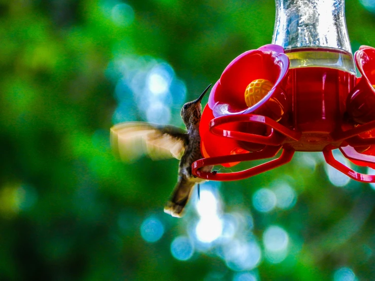 a red bird feeder with a hummingbird flying towards it