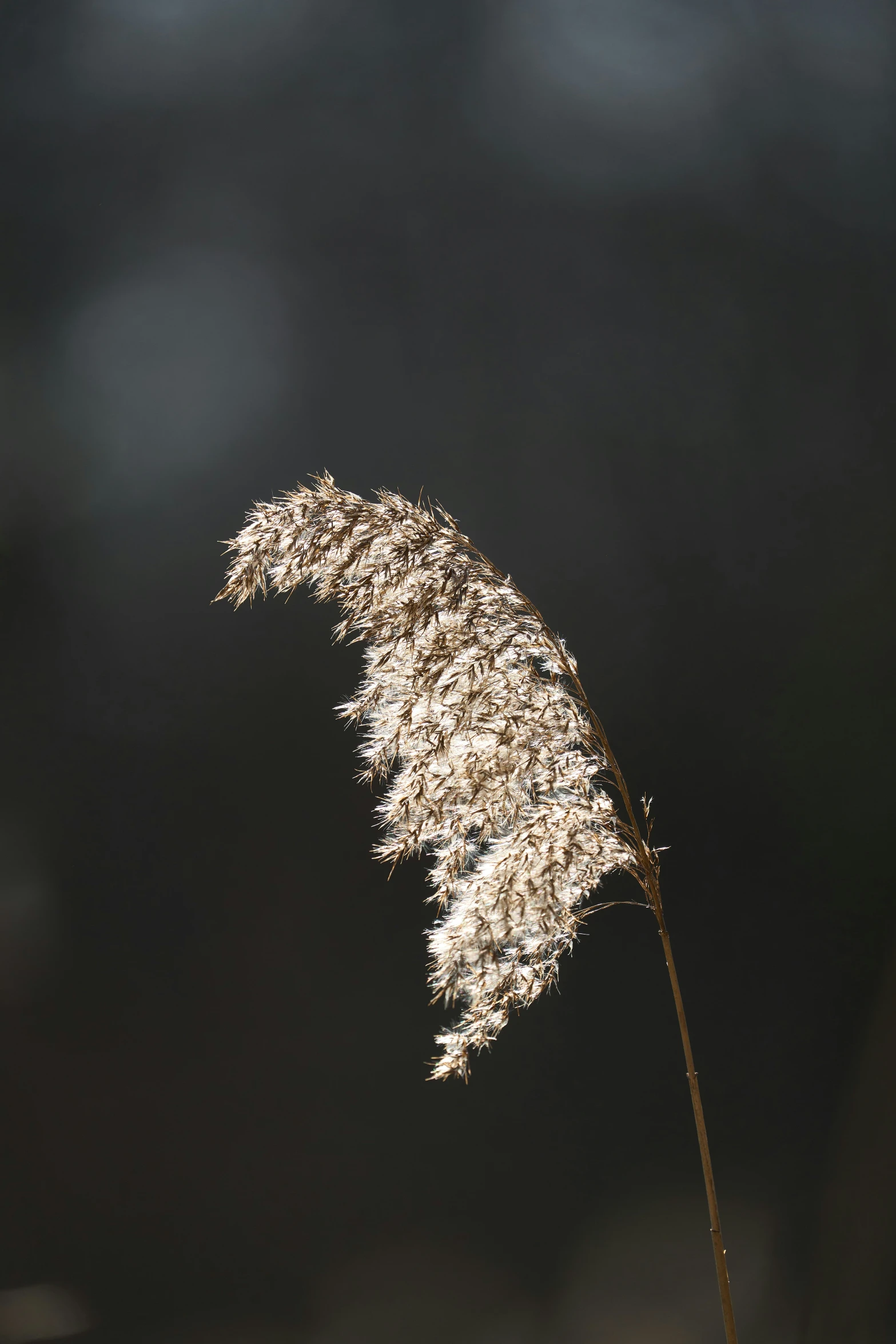 there are some flowers that are standing in the grass