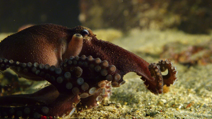 an octo looks at soing on its stomach