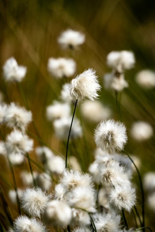 a flower growing on top of a lush green field