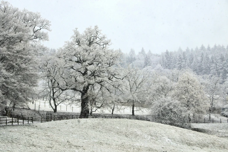 winter trees in front of a snow covered hillside