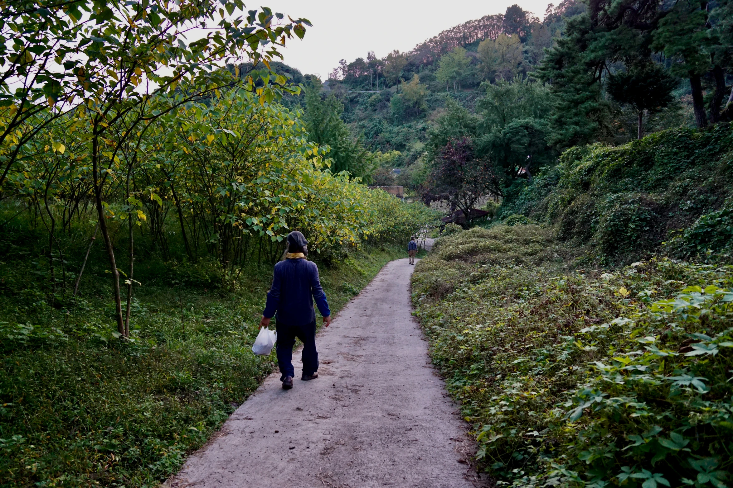 a person walking along a path between trees