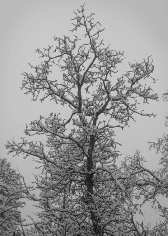 a lone tree covered in snow next to trees