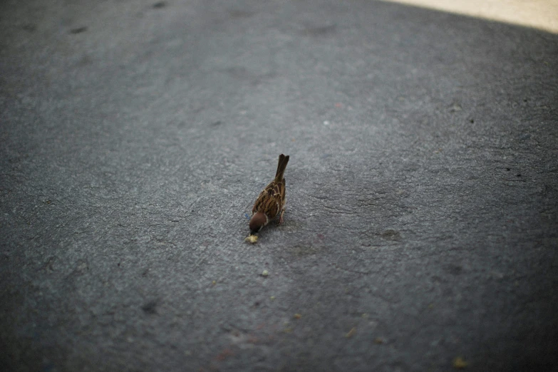 small bird on roadway looking for food