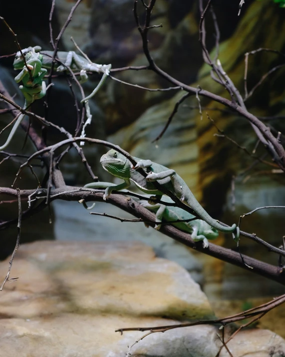 a chamelon lizard resting on the nch of a tree