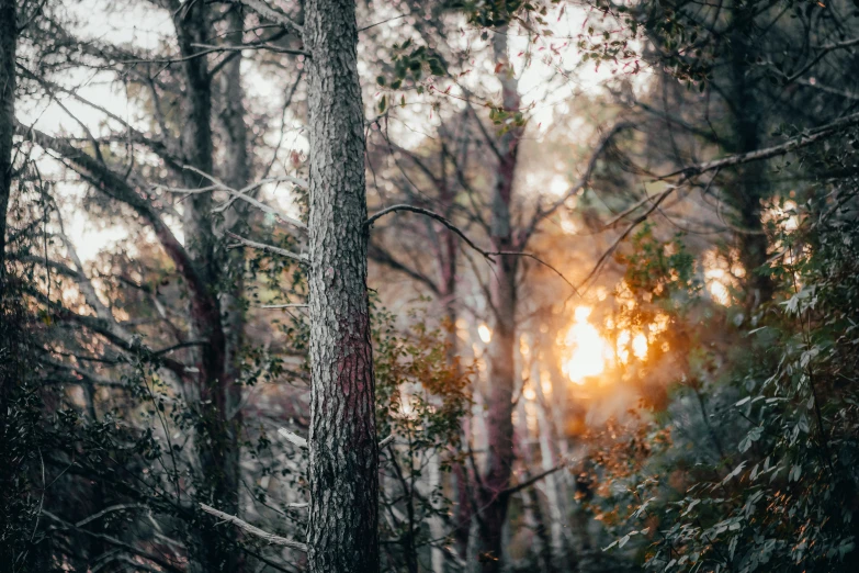 trees in a forest with the sun beaming through