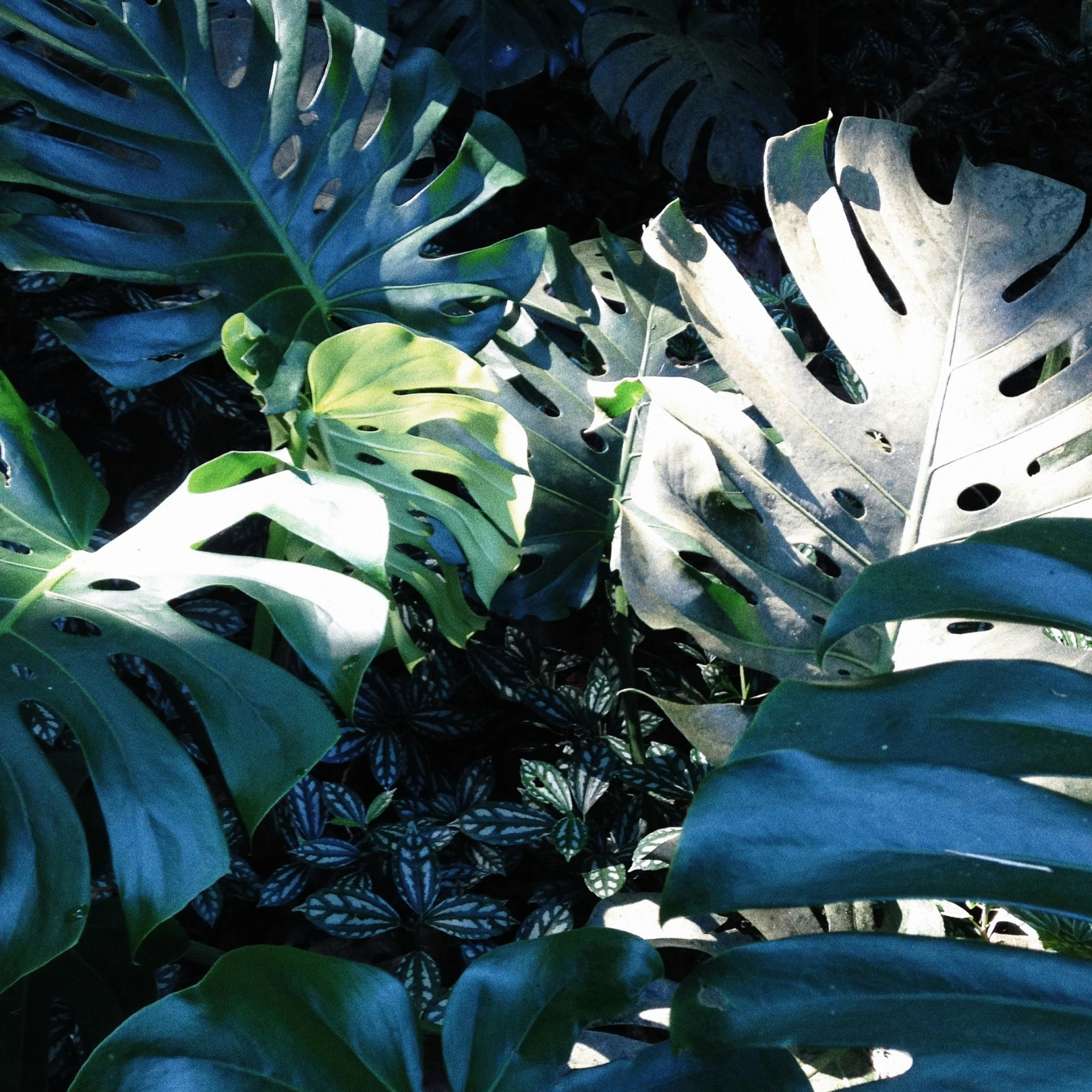 some very big leaves in the bushes