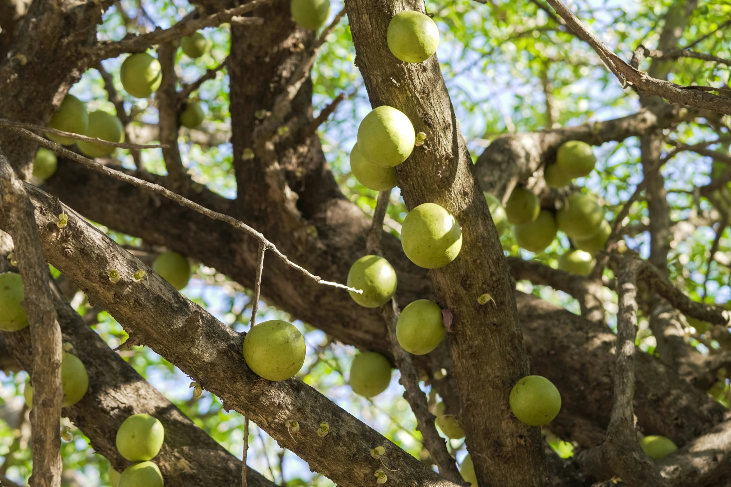 green fruits growing on a tree with green leaves