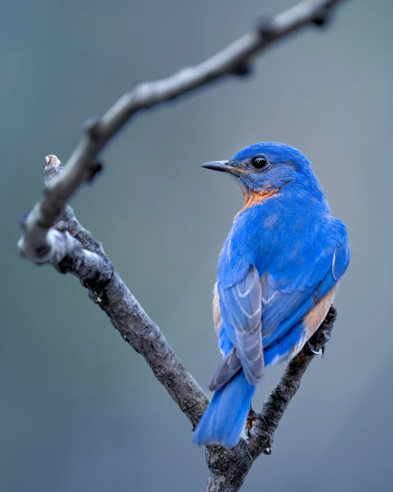 a colorful bird perched on a tree nch