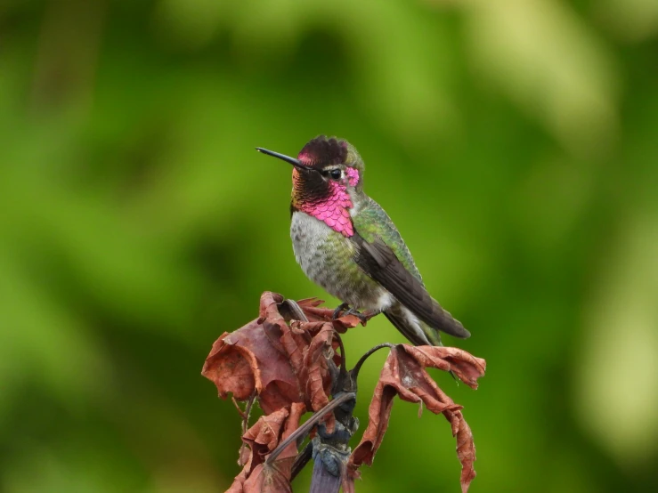 there is a small bird sitting on the twig