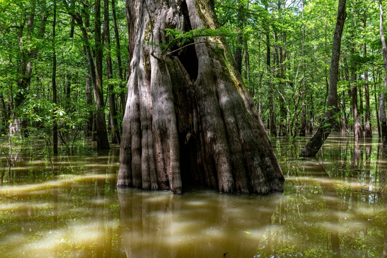 there is an swamp area that looks like it has an entrance