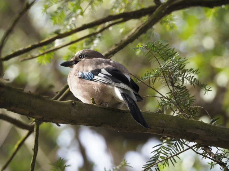 a little bird sits on a nch outside