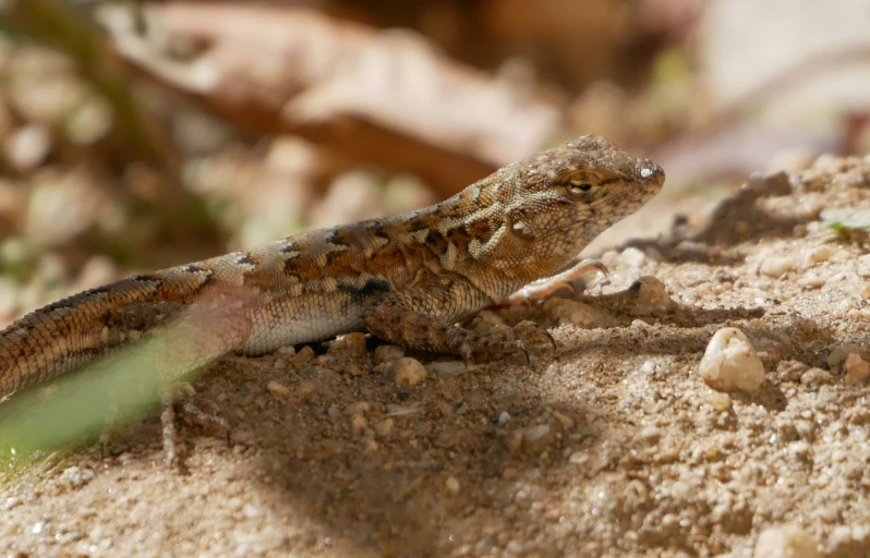 a lizard sitting on the ground next to its own