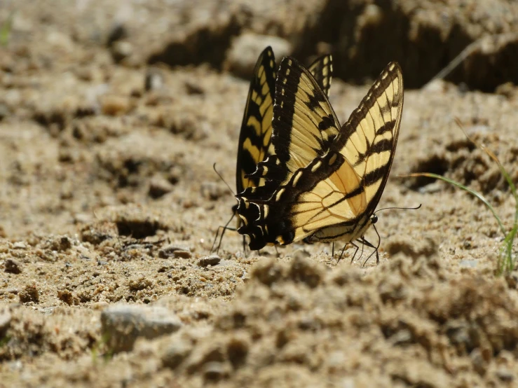 there is a erfly that is sitting on the ground