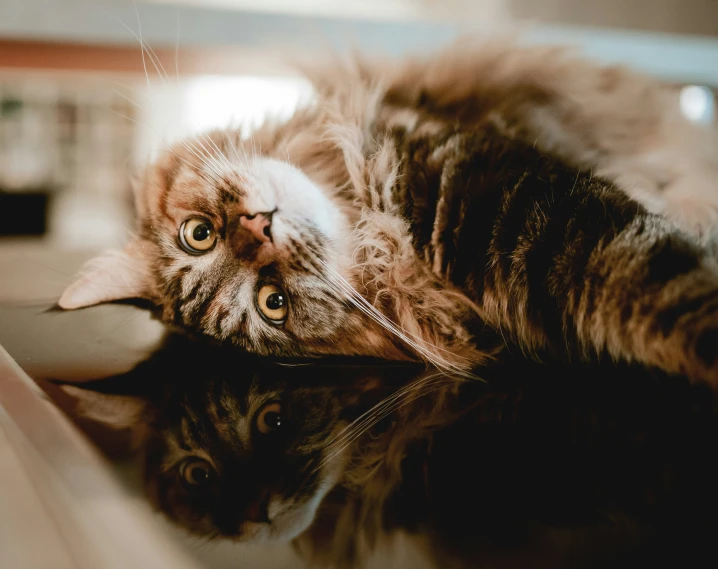 an image of a cat laying down on the floor