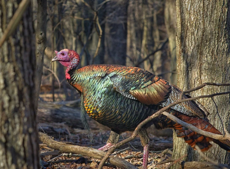 a large colored turkey standing next to trees