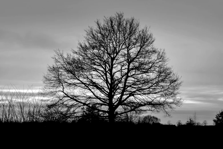 this is an image of a barren tree in the dark