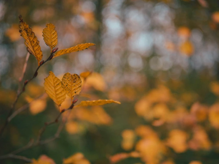 a nch with yellow leaves and water drops