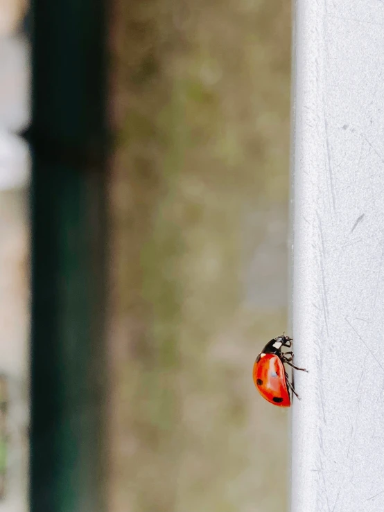 a lady bug crawling on top of a grey surface