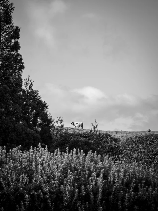 an image of two cows walking on a hill