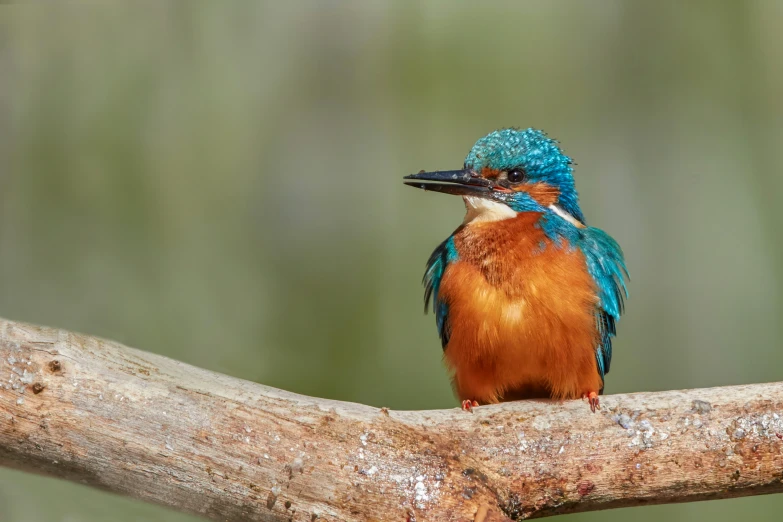 a colorful bird is perched on a nch