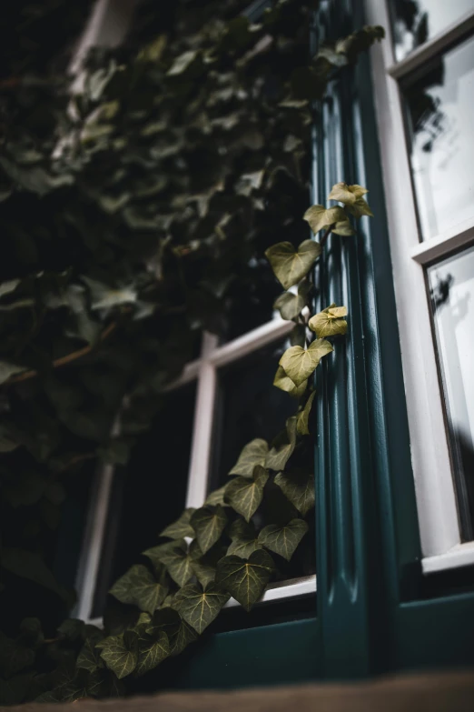 vines are growing against the rail of a window