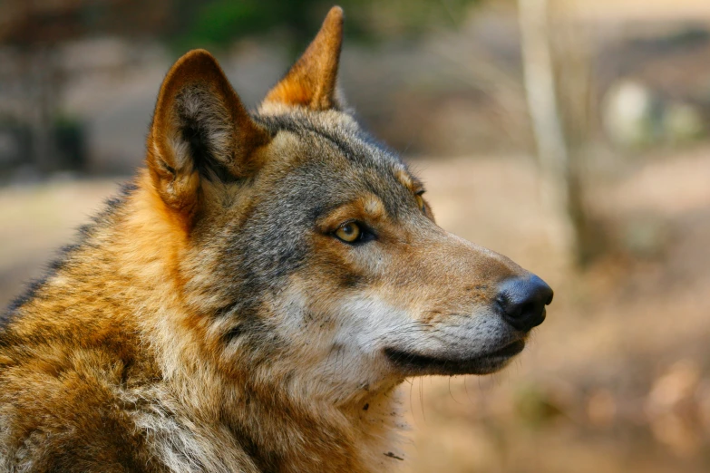 a wolf looking off into the distance with his ears back