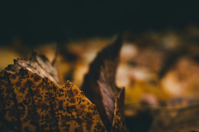 an assortment of leaves in the grass outside