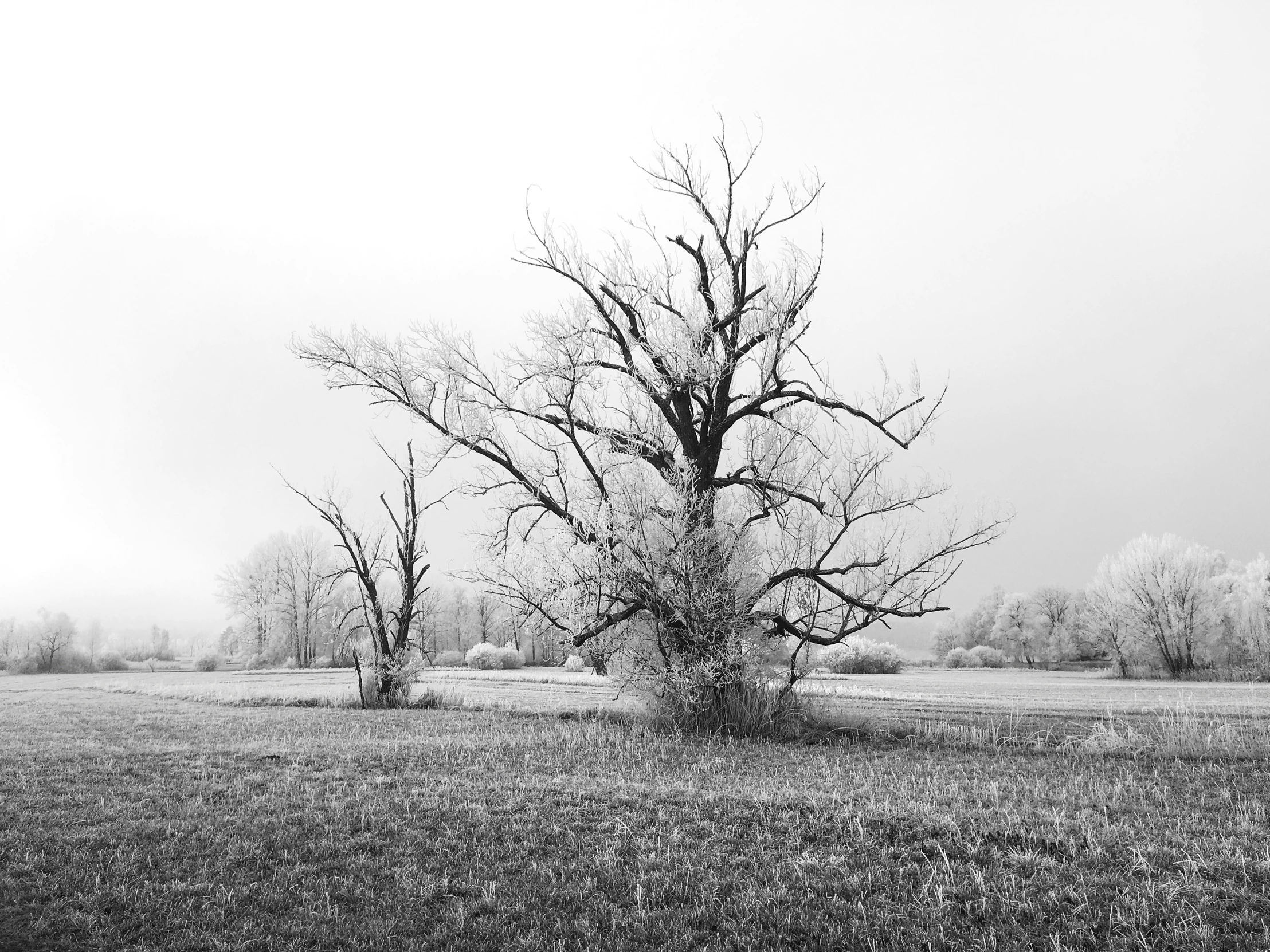 a black and white po of a tree in a field