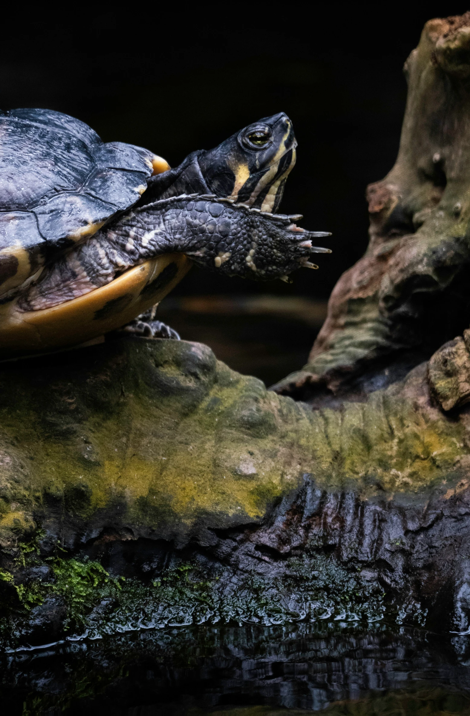 turtles and turtles swimming together in a pond