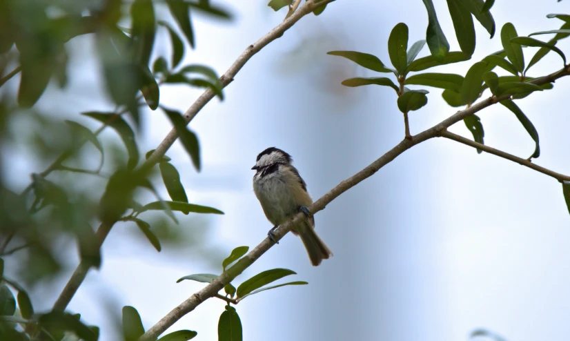 a bird that is sitting on top of a nch