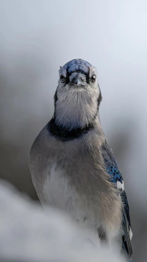 a bird that is sitting in the snow